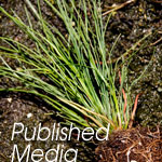 Published Media
